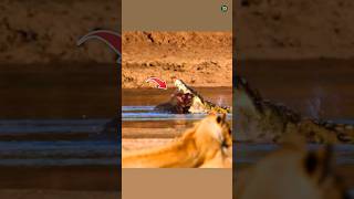 माँ हिप्पो ने लिया बदला | The mother hippo took revenge #hippo #crocodile #shorts