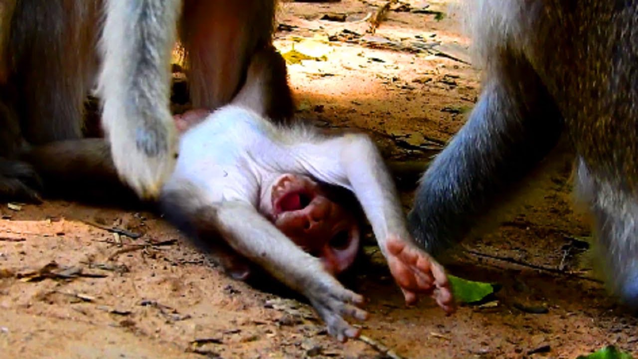 Poor baby! Timo seriously angry until CONVULSIVE And Tima fight Sherri very much, Baby angry mum137