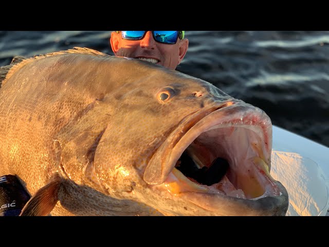 GROUPER Catch Clean and Cook ( SPEARFISHING For GAG GROUPER
