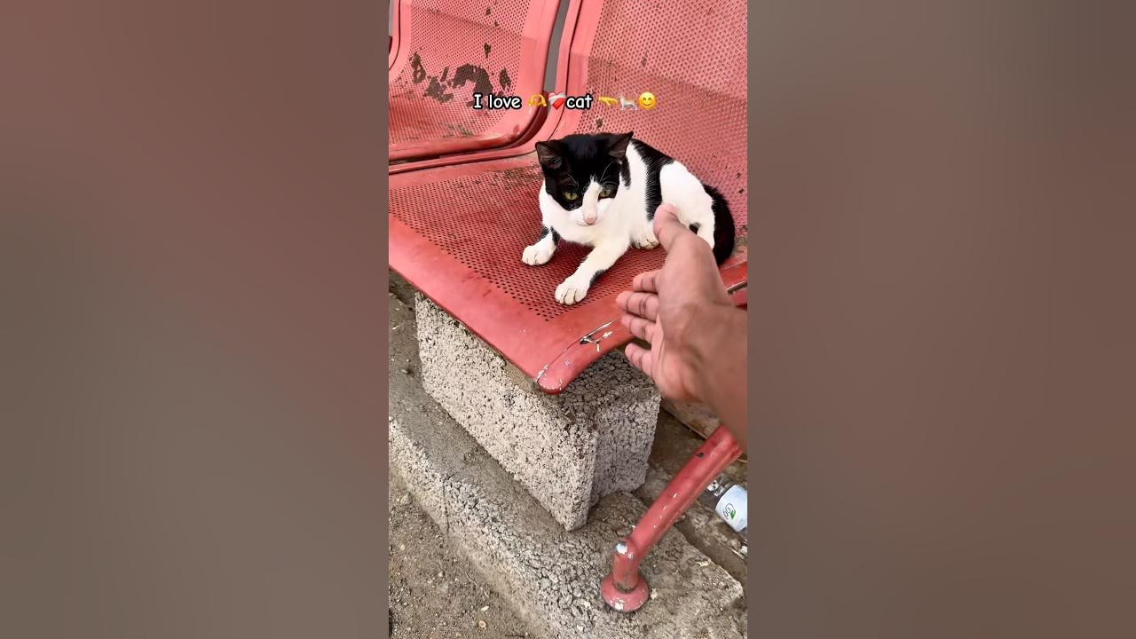I love 🫶 ❤️🩹cat #sad #shorts #foryou #foryou #shortvideo #youtubeshorts #viral #viralvideo I love 🫶 ❤️🩹cat #sad #shorts #foryou #foryou #shortvideo #youtubeshorts #viral #viralvideo