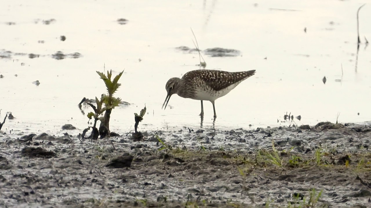 Wood Sandpiper 