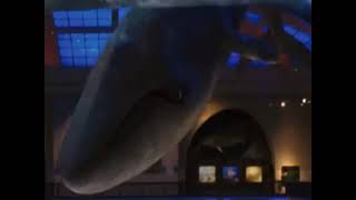 Whale (night at the museum)