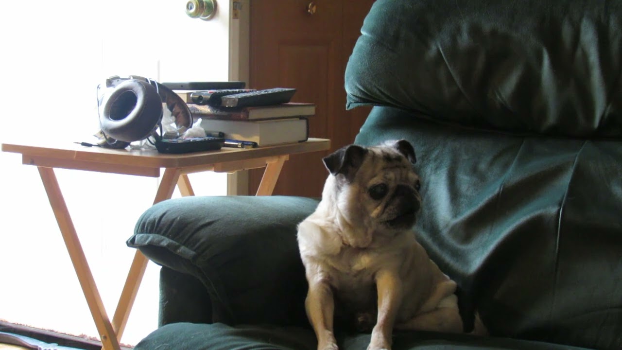 Senior Pug gets excited for DINNER