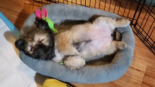 Our adorable 3 month old puppy playing fetch - shih tzu pekingese mix