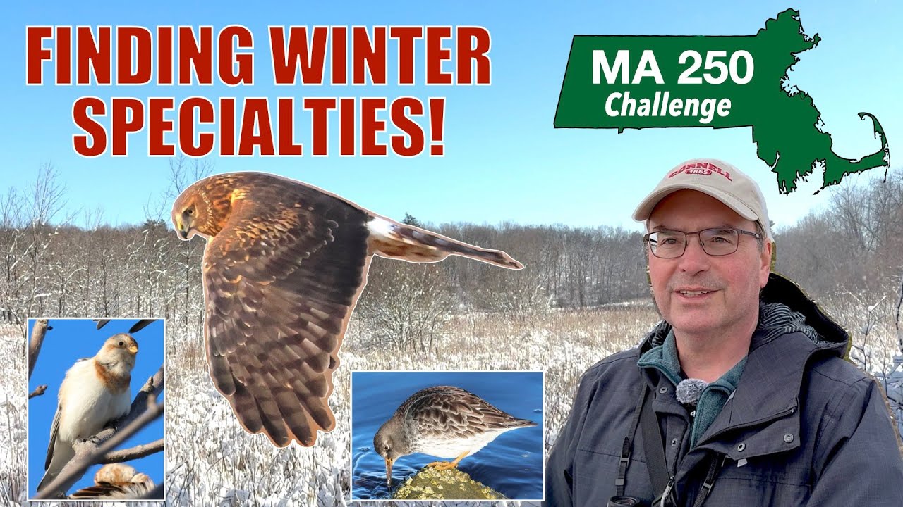 Понаблюдайте за птицами на побережье Массачусетса и насладитесь зимними видами, включая полярную ...