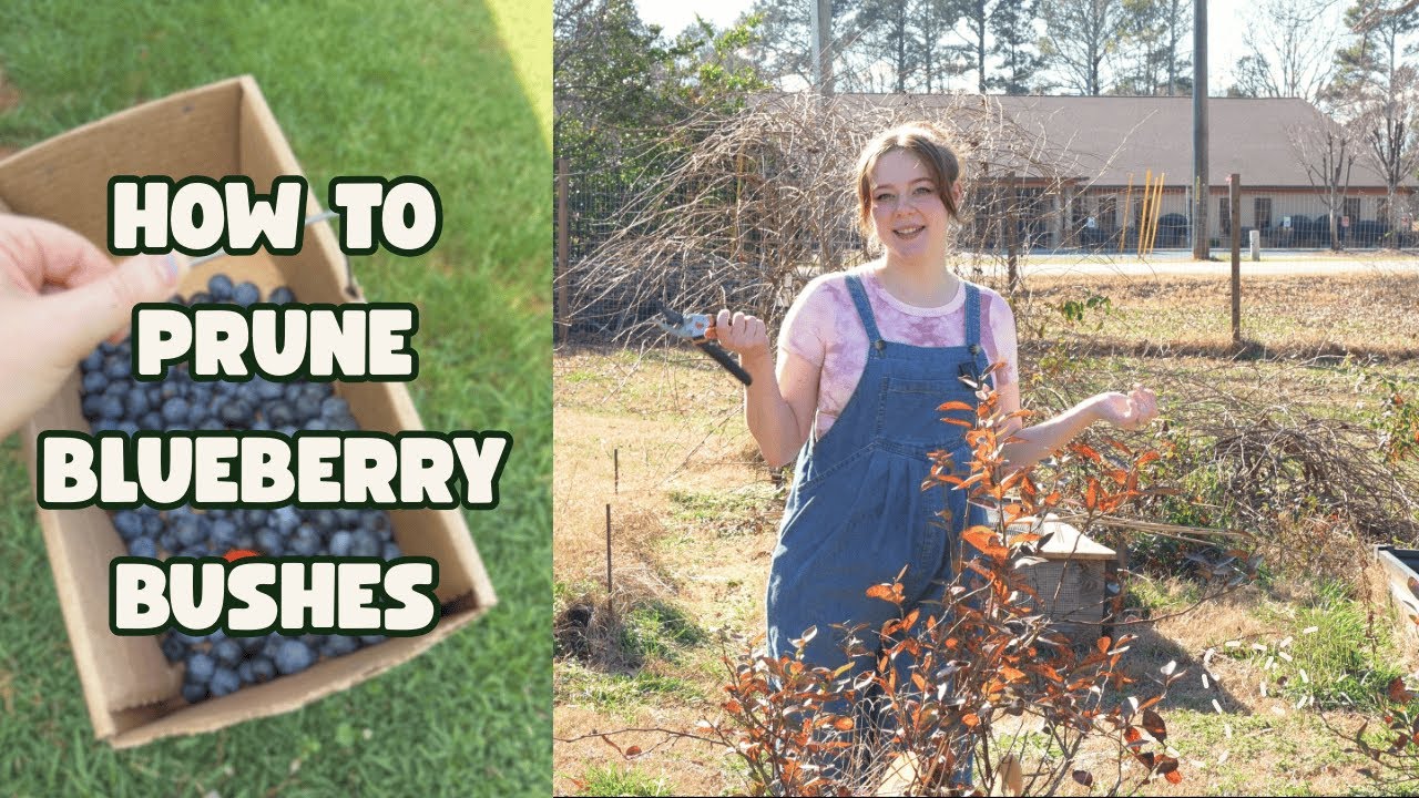 Pruning Blueberry Bushes for a Larger Harvest - YouTube
