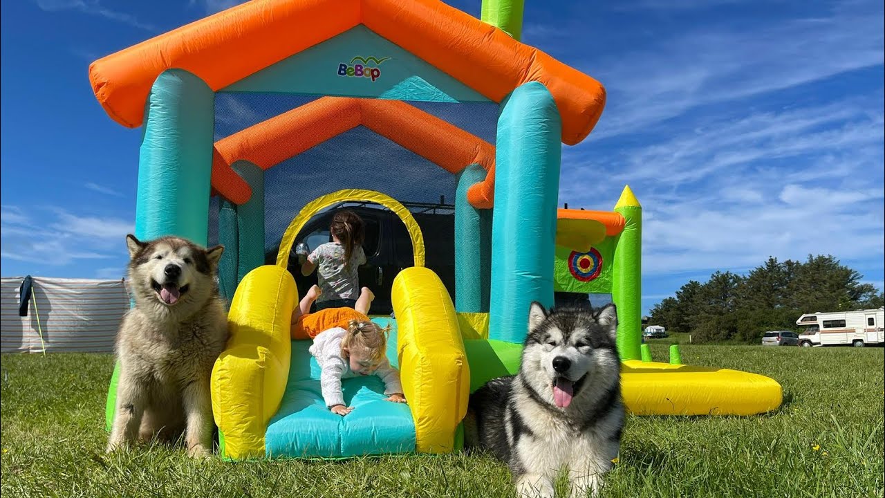 Baby And Dogs Get Their Own BOUNCY CASTLE!! YouTube