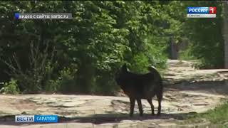 Жители посёлка СХИ боятся выходить на улицу из-за бродячих собак Жители посёлка СХИ боятся выходить на улицу из-за бродячих собак