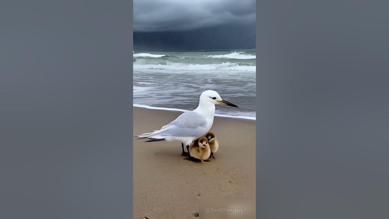 Tern and Chicks on Sandy Beach in Sea Rainstorm #trending #birds #storm #rain
