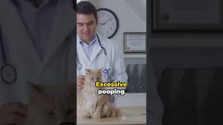 Does Your Cat Poop Too Often  Let's Find