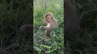 Cute tiny baby monkey training #babymonkey #monkey Duke #adorable monkey