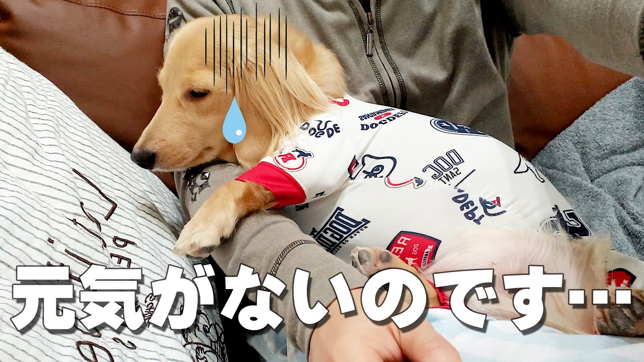 犬の元気がない意外な理由とは ミニチュアダックスフンドのかわいい日常 128 Youtube