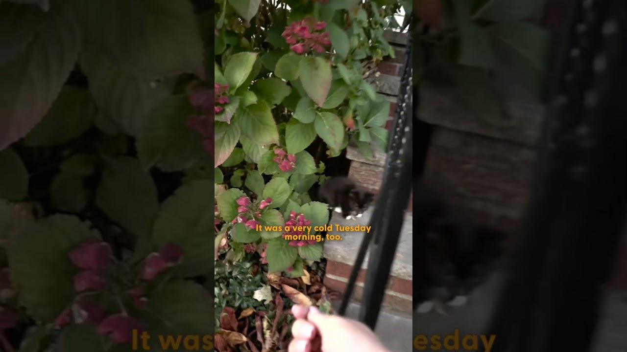 Котёнок увлекает женщину в безумную утреннюю погоню по Нью-Йорку | The Dodo