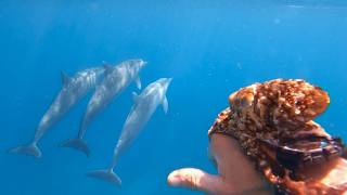 Once in a Lifetime Dive! Dolphins and Octopus in Hawaii