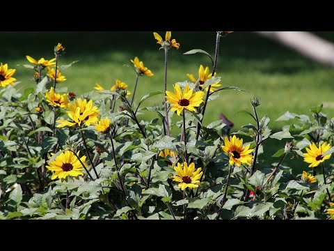 Видео: Номхон далайн баруун хойд нэг наст цэцэг – Баруун хойд мужуудад зориулсан нэг наст цэцэг