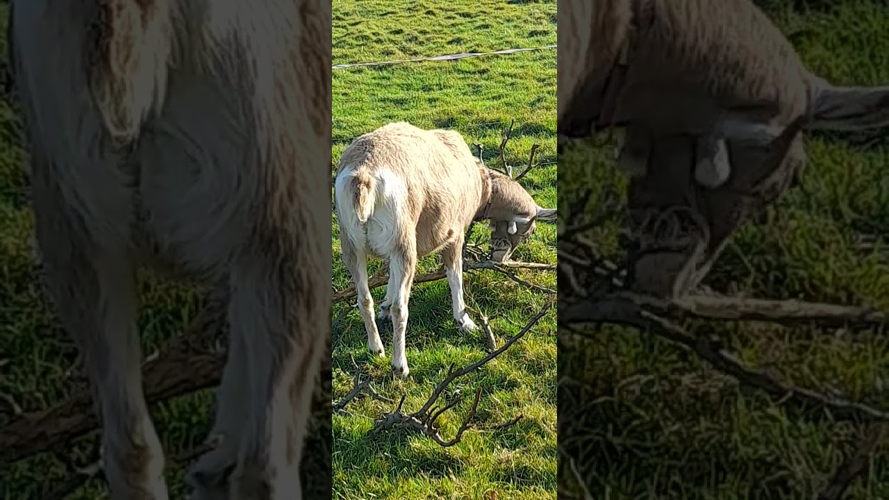 Goats have rectangular pupils