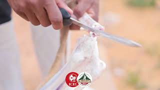 سكين سلخ من شركة ICEL ايسل