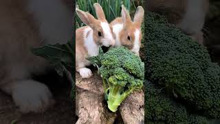 Too cute to handle 🐰 #CuteRabbit #BunnyLove #ViralPets