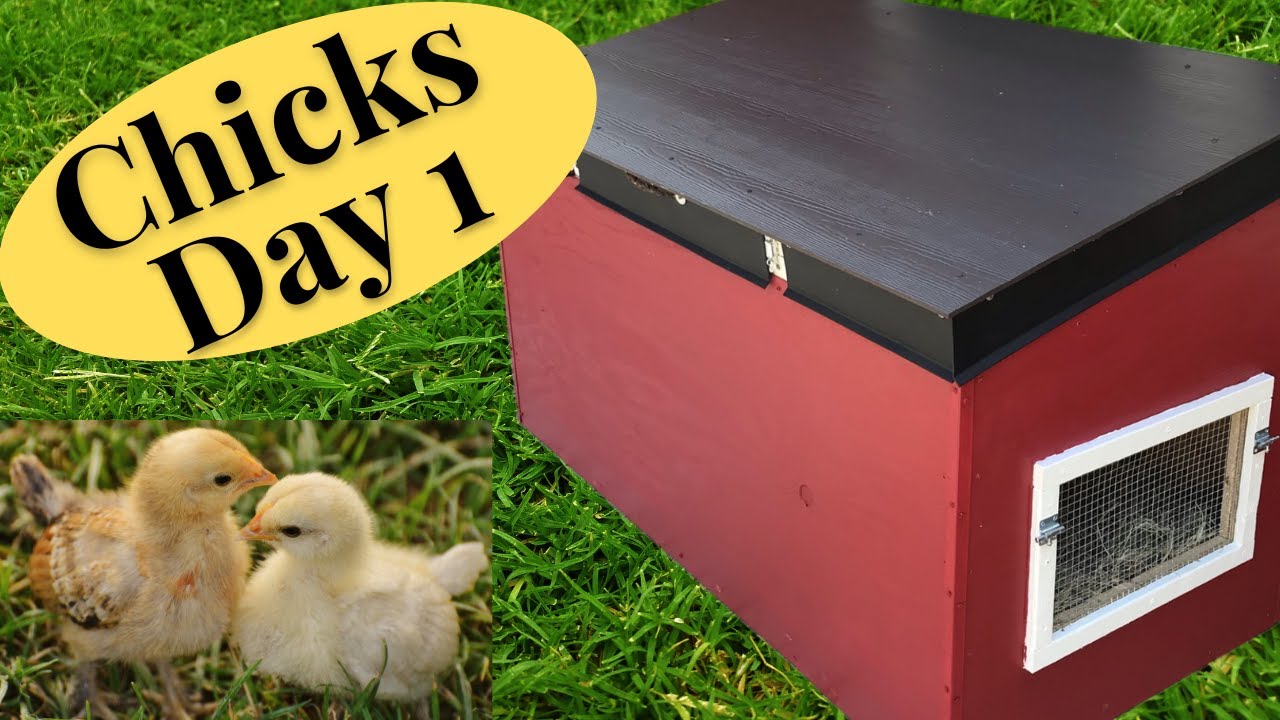Raising Cornish Rock Chickens Day 1 YouTube
