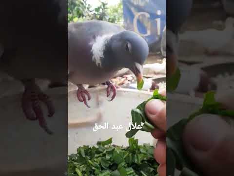 زيطوط أو زعطوط حمام فرنسي ورشان مألوف حمام بري