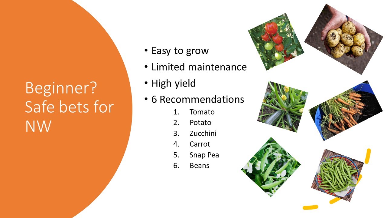Six Easy to Grow Vegetables for Pacific Northwest 