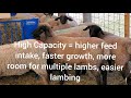 Sheep Farming: How We Choose Our Replacement Lambs