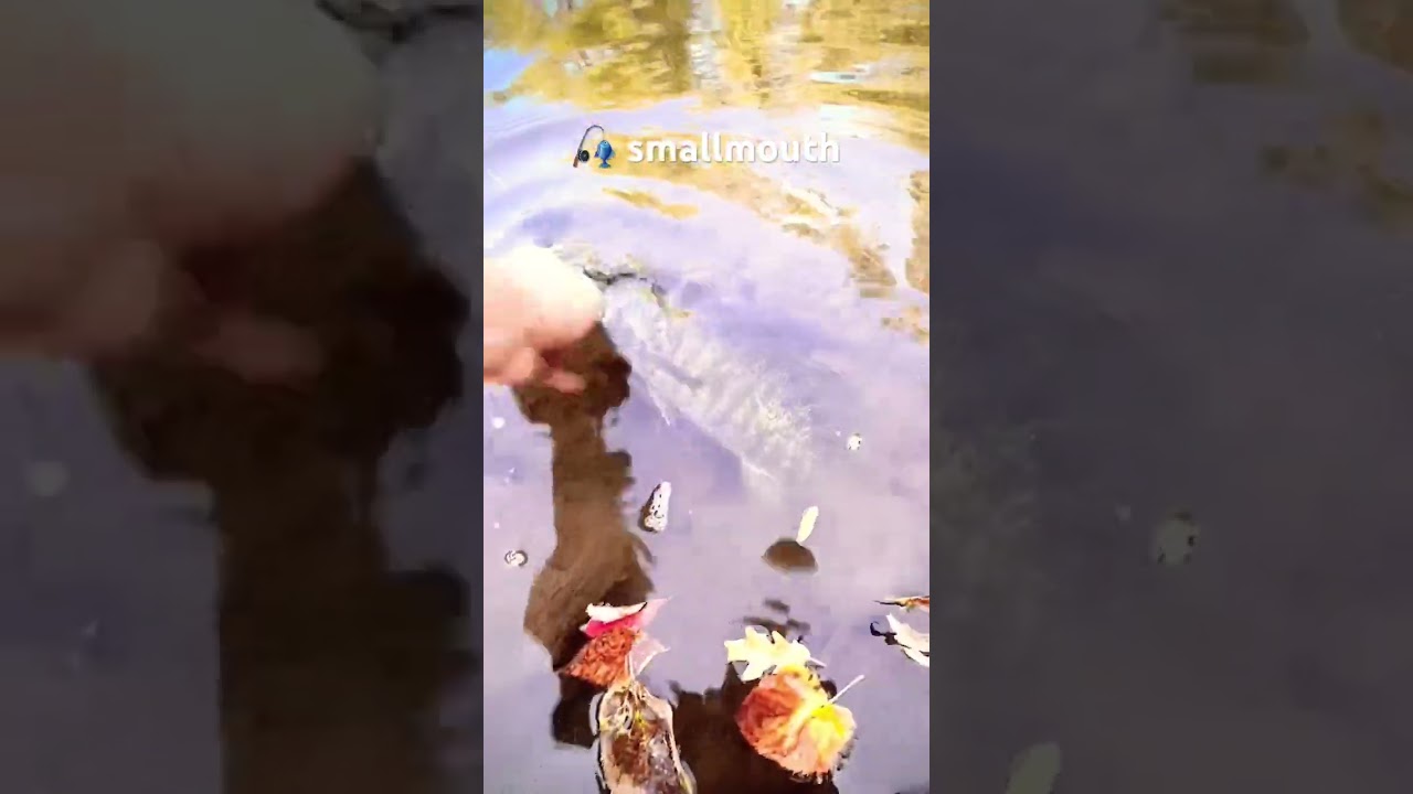 🎣 smallmouth bass Yellow River Indiana 