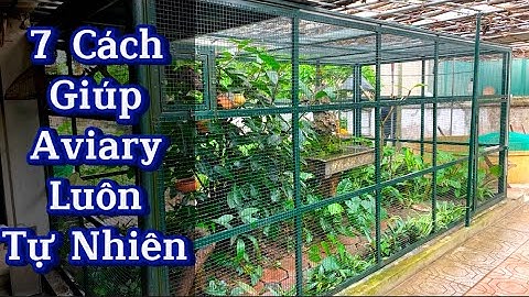 Những cách giúp Aviary - Chuồng nuôi chim cảnh luôn Tự Nhiên & Xanh Tươi || Đạt Bird TV