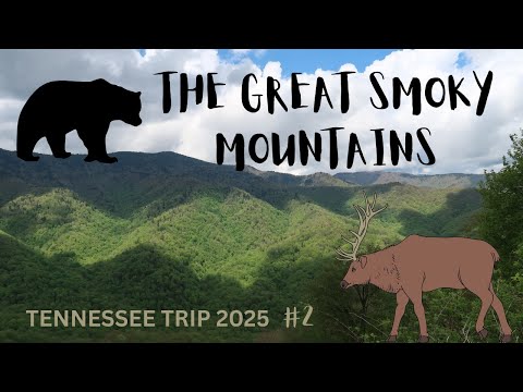 Drive Through The Smoky Mountains Unbelievable Wildlife Up Close