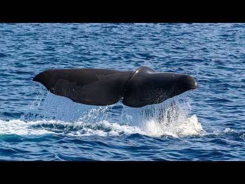 Rare Sperm Whale Spotted Off Dana Point, California | June 2026