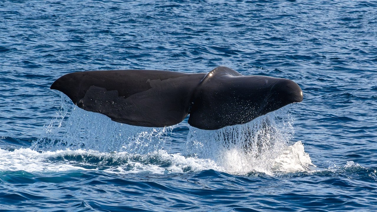 Rare Sperm Whale Spotted Off Dana Point, California | June 2026