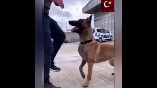 police dog playing zeybek