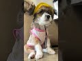em bé cute #cute #dog #funny