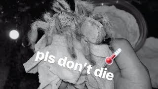 I Think The Seller Sold Me A Sick Tarantula She Doesnt Look Too Good