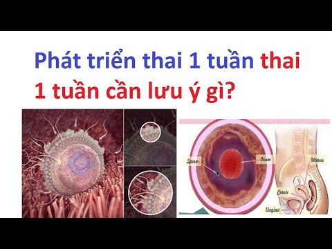 Video: Thai 1 Tuần Như Thế Nào?