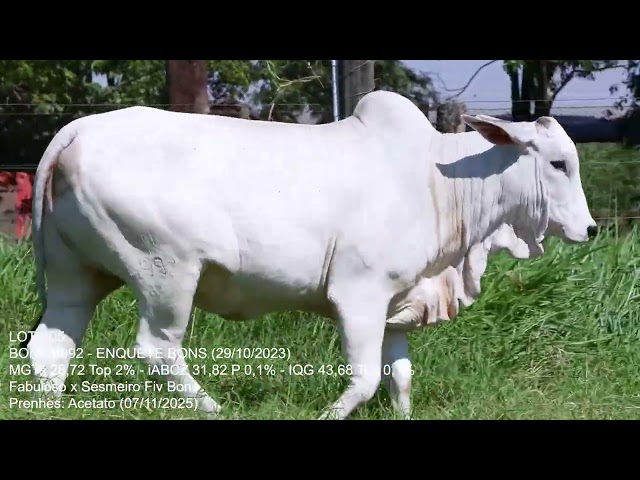 Lote 05   Leilão Trio Bonsucesso   Etapa Doadoras