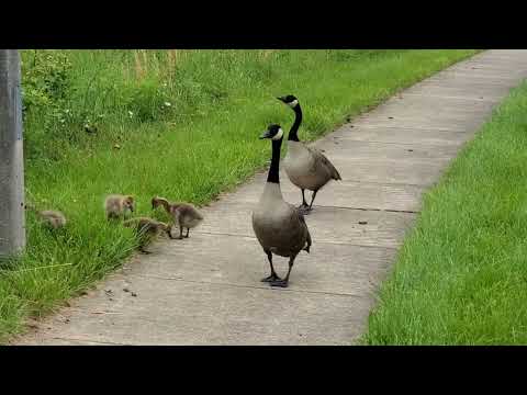 What does Canada geese head bobbing mean?