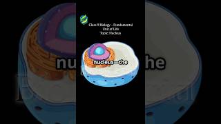Nucleus controls cell activities &amp; stores DNA | Class 9 Biology quick revision! #BioByPriti #biology