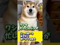 父への扱いを家と外で使い分ける柴犬#shibadog #柴犬 #sibainu #犬のいる生活 #shorts