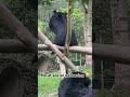 Sonny Ray 😂🐻❤️ #moonbear #rescuedanimals #happyanimals #animalsanctuary #kindnessinaction