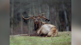 TWRA's economic impact & elk quota hunt applications Talking Upcoming Quota Hunts