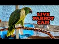 Charlie Murphy the Parrot live cam for nfl Sunday football chargers vs pats.