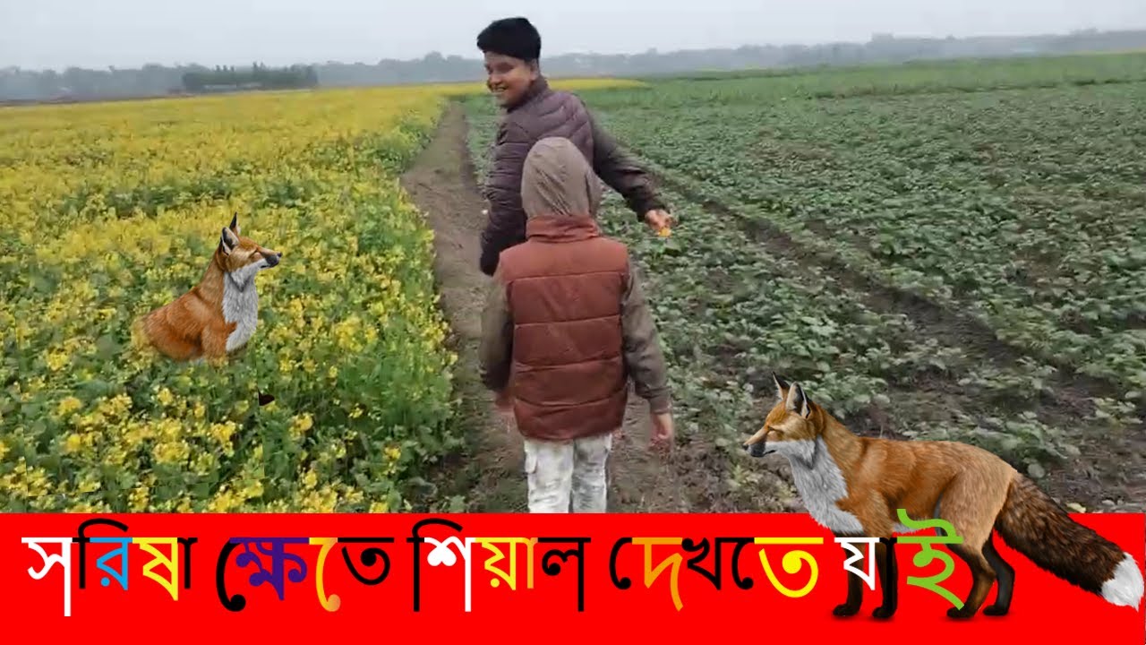 সরিষা ক্ষেতে শিয়াল / ঘন কুয়াশা ঘোরাঘুরি শীতের বিকালে / কৃষি ক্ষেত / fox in village /  faysal bhai