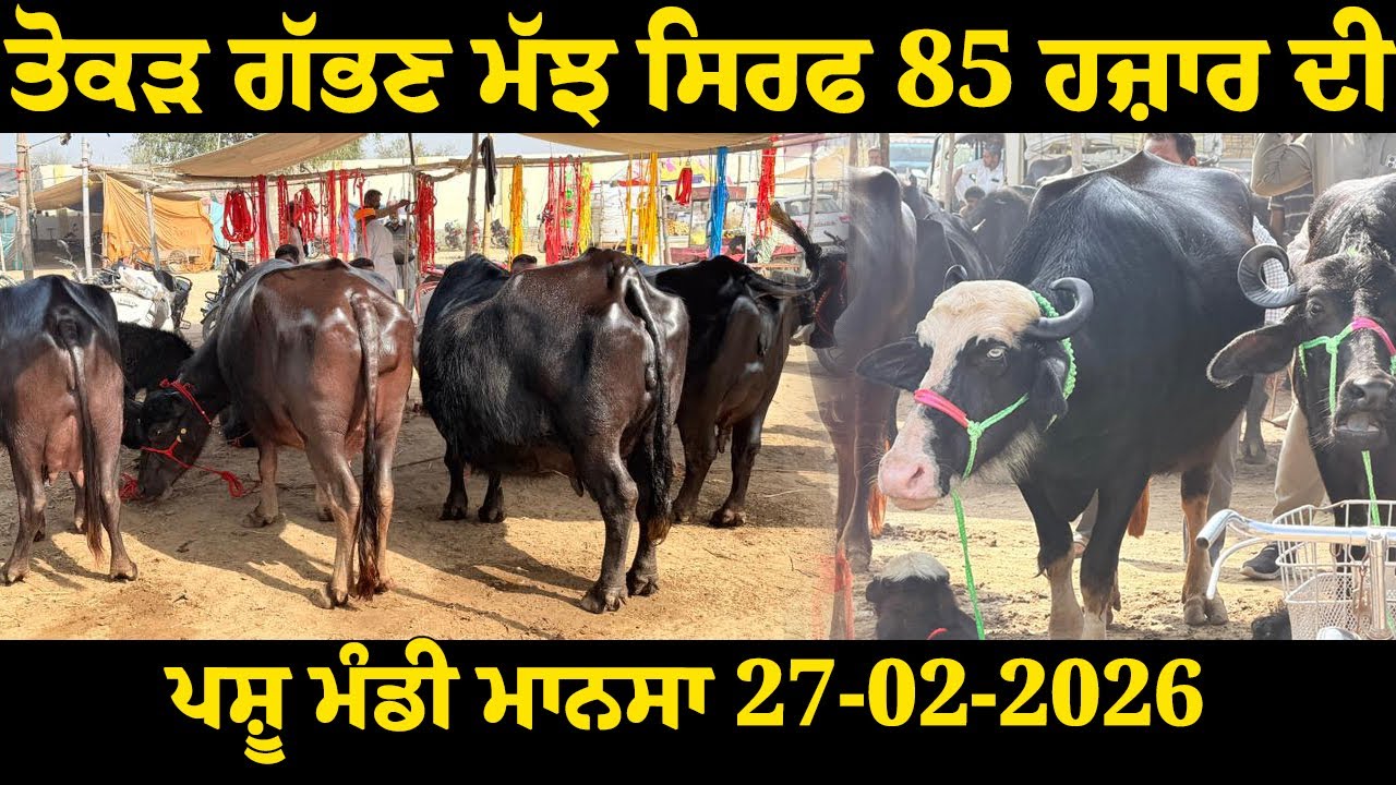 ਪਸ਼ੂ ਮੰਡੀ ਮਾਨਸਾ 27-2-2026 ਤੋਕੜ ਗੱਭਣ ਮੱਝ ਸਿਰਫ਼ 85 ਹਜ਼ਾਰ ਦੀ ਇਹ ਕੀ!@maandairyvlog5842 
