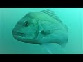 真鯛や青物すごい魚!日本最強の海釣り公園 夏の水中映像