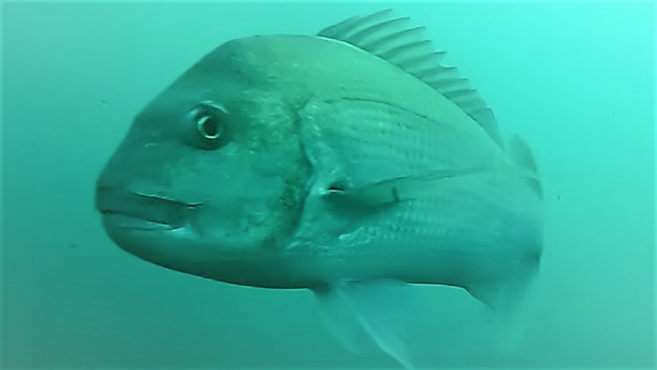 真鯛や青物すごい魚 日本最強の海釣り公園 夏の水中映像 Youtube