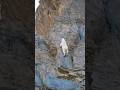 Mountain Goat's Insane Cliff Climb to the Top