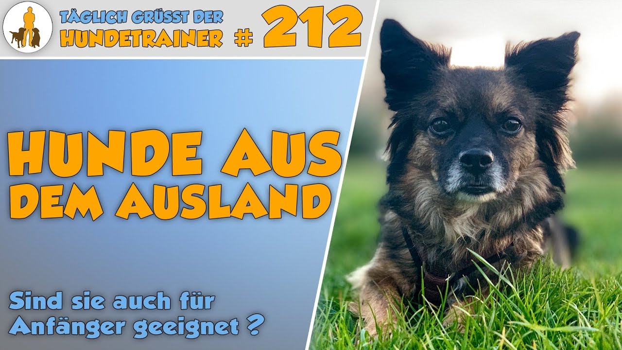 Sind Hunde aus dem Ausland für Anfänger Ersthundehalter