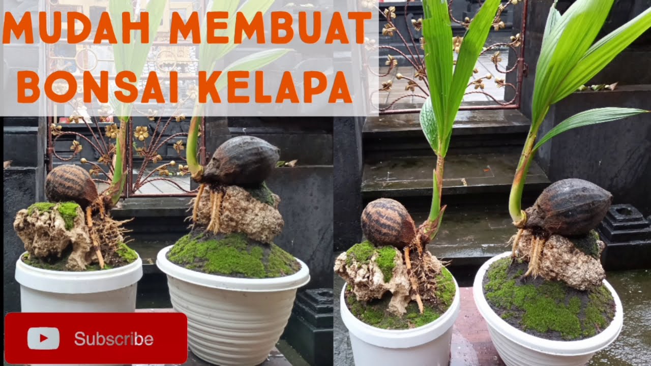 Cara Mudah Membuat Bonsai Kelapa - YouTube