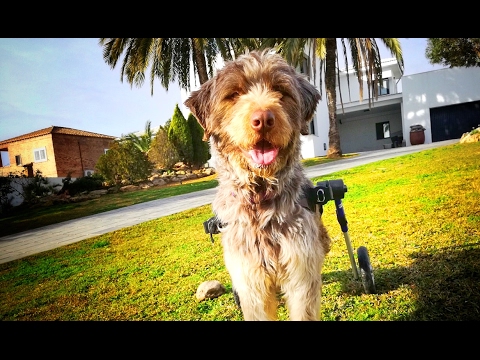 eldad hagar interview DOG IN WHEELCHAIR ABANDONED AT THE AIRPORT BY HIS FAMILY GETS A NEW LIFE ! SHARE